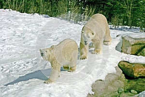 Mating polar bears