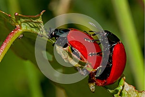 Mating Poplar leaf beetles