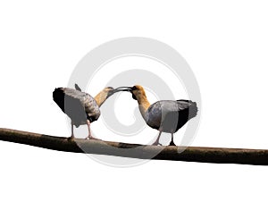 Mating process black-faced ibis  isolated