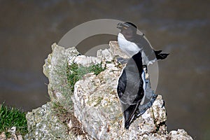 Mating razorbills, Alca torda, perched on rocks