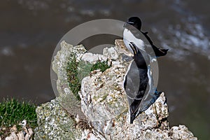 Mating razorbills, Alca torda, perched on rocks