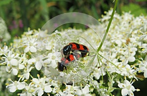 Mating red beetles on white flowers in the garden, closeup