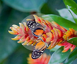 Mating of red and black tropical butterflies