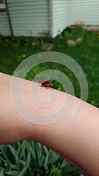 Mating red bugs arm