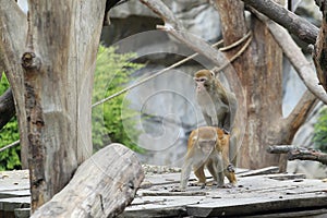 Mating rhesus macaques