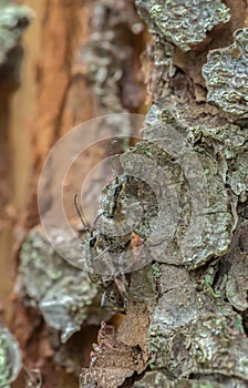 Mating ribbed pine borers, rhagium inquisitor on wood