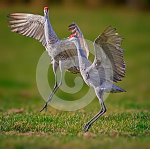 Mating sandhill cranes dance in the air photo