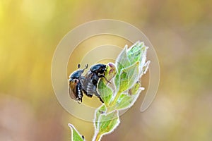 The mating scarabs or scarab beetles on flower , Scarabaeidae