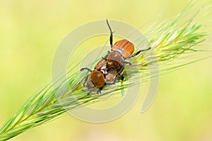 The mating scarabs or scarab beetles on wheat in green background , Scarabaeidae