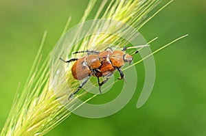 The mating scarabs or scarab beetles on wheat in green background , Scarabaeidae