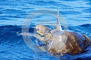 Mating of sea turtles in the open ocean. Olive ridley sea turtles or Lepidochelys olivacea during the mating games. The