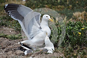 Mating Seagulls