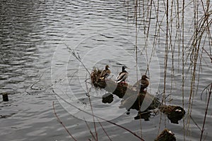 The mating season began in wild ducks. They swim, fly and choose a mate