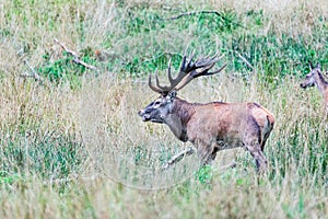 Big old red deer with huge antlers roaring while running in the wilderness