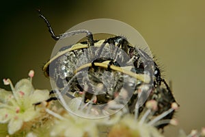 Mating season for this small Coleoptera or beetle.