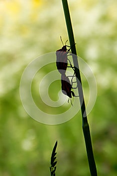 Mating shield bugs, Graphosoma lineatum