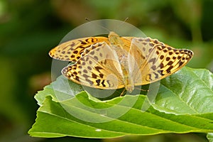 Mating silver-washed fritillarys on a green alder leaf