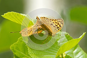 Mating silver-washed fritillarys on a green alder leaf