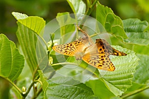 Mating silver-washed fritillarys on a green alder leaf