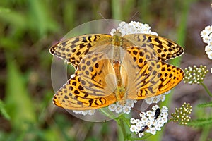 Mating silver-washed fritillarys on yarrow flowers