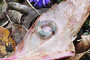 Mating slugs in the autumn garden