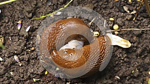 Mating slugs in flower bed