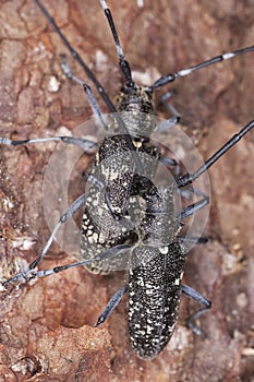 Mating Small white-marmorated long-horned beetle