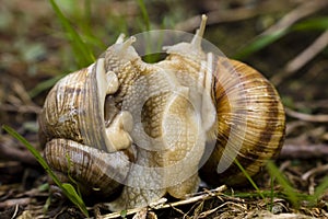 Mating Snails