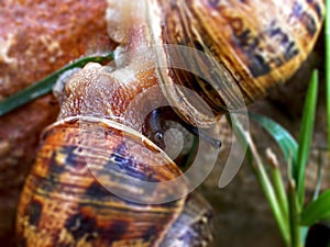 Mating Snails