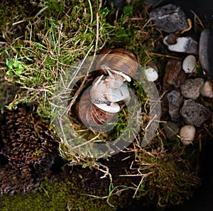 Mating of snails. Copulation of Helix Pomatia