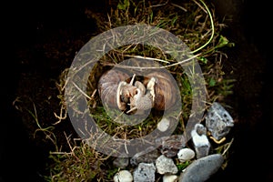 Mating of snails. Copulation of Helix Pomatia with visible penis and dart sac