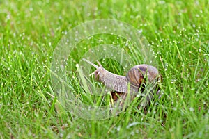 Mating snails on a green grass with dew drops