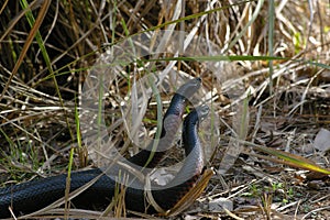 Mating snakes