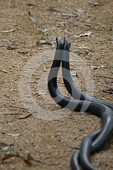 Mating snakes II