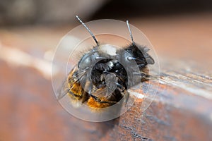 Mating solitary bees