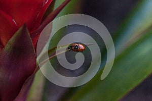 Mating Spotted Convergent lady beetles also called the ladybug Hippodamia convergens