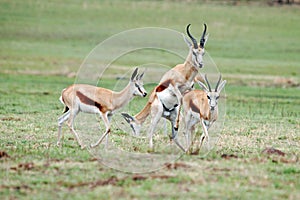 Mating Springboks