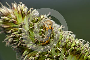 Mating of sting bug, Musgraveia species on Bajra, Satara, Maharashtra