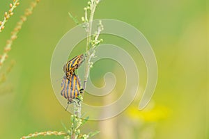 Mating stinkbug