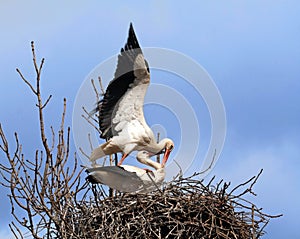 Mating stork couple