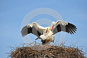 Mating storks