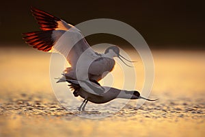 Mating in sunset, bird love in the water. Pied Avocet, Recurvirostra avosetta, black and white bird in the water, France. Wildlife photo