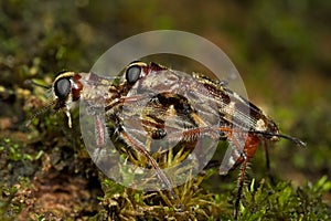 Mating tiger beetles