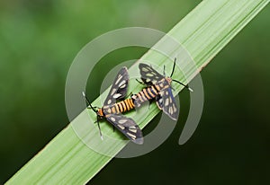 Mating Tiger Moth macro