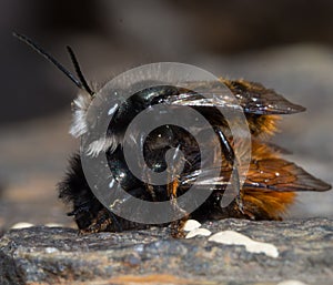 Mating time of the mason bee im FrÃ¼hling