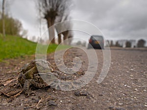Mating toad are crossing a road