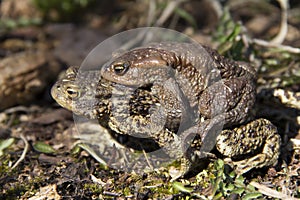 Mating toad