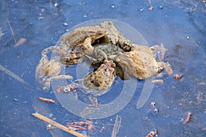 Mating toads