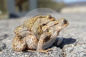 Mating toads