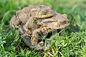 Mating toads